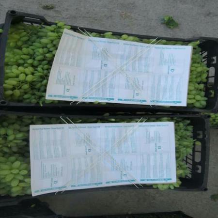 خرید مستقیم سولفورپد انگور صادراتی